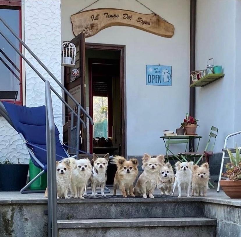 B&B Il Tempo Del Sogno Con Cani E Gatti Pet&Breakfast Бавено Екстериор снимка
